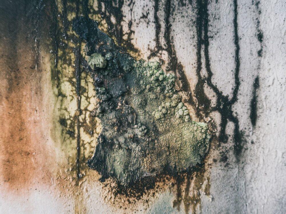 porównanie pleśni i grzyba