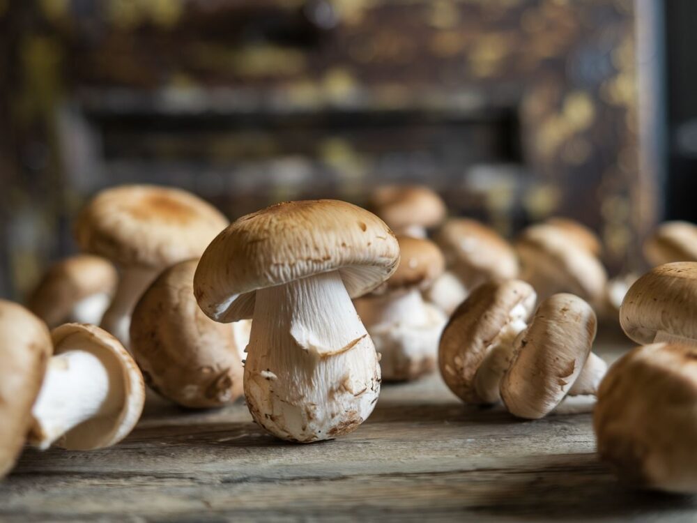 różnorodność grzybów